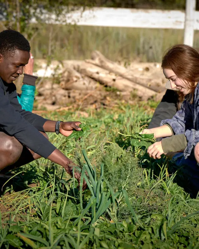 Two students weeding a bed on the school farm